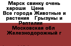 Марск свинку очень хароши › Цена ­ 2 000 - Все города Животные и растения » Грызуны и Рептилии   . Московская обл.,Железнодорожный г.